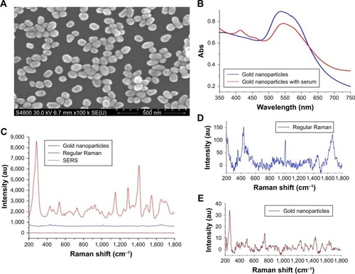 Figure 1 (A) The scanning electron microscopy images of the gold nanoparticles. (B) The UV–visible absorption of the gold nanoparticles and the gold nanoparticles with serum. (C) SERS spectrum of serum, regular Raman spectrum of serum, and Raman spectrum of the gold nanoparticles. (D) Enlarged figure of regular Raman spectrum of serum. (E) Enlarged figure of Raman spectrum of the gold nanoparticles.Abbreviations: Abs, absorbance; au, arbitrary unit; SERS, surface-enhanced Raman spectroscopy; SE (U), secondary electron (U); UV, ultraviolet.