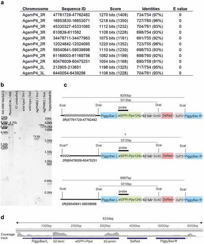 Figure 2. Potential chromosomal insertion sites of the Ag(PMB)1 transgene based on Inverse PCR and subsequent blast search in Vectorbase database. A A blast search of the sequence obtained by Inverse PCR revealed 12 autosomal locations with high sequence similarity (>90%) over long Inverse PCR sequence stretches (~700/788bp), including the Chr 3 R 36D location (3 R|47761729-47762482) previously proposed as the insertion site [Citation11]. B Southern blot probed with I-PpoI specific transgene sequences. As expected, a 8.7kb band was detected in ‘Plasmid’ positive control consisiting of pBac [3xP3-DsRed]b2eGFP::I-PpoI124L linearized with AfeI. No signals were detected in DraI-cut and ScaI-cut wild type genomic DNA. Single postive bands of the expected sizes, around 3 and 7kb, were detected in Ag(PMB)1 genomic DNA cut with DraI and ScaI. respectively. All numbers refer to DNA fragement sizes in kb. C Schematic maps of transgene insertion in Ag(PMB)1 at the Chromosome 3 R 36D and two newly identified potential integration sites on Chromosome 2 R in the Anopheles gambiae PEST reference genome (source Vectorbase: AgamPEST). Digestion of Ag(PMB)1 genomic DNA with DraI and ScaI is expected to produce 3.2 and 7–8.2kb fragments respectively, both of which can be detected using a probe against I-PpoI (in green). D Illumina sequencing reads aligned to the transgenic sequences and integration site flanking regions.