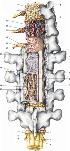 Figure 5 The structures of the spinal cord and blood vessels, rear projection, are made up of various layers but are continuous. However, it is usually ignored when the tissue where the tension is observable is in an unbalanced condition, as in the case when a scar is present, the cells cannot properly interpret the message, giving consequent anomalous responses. Reproduced with permission Anastasi et al. AA VV, Anatomia dell’uomo, 4 ed, Edi.ermes, Milano [Human anatomy].Citation114