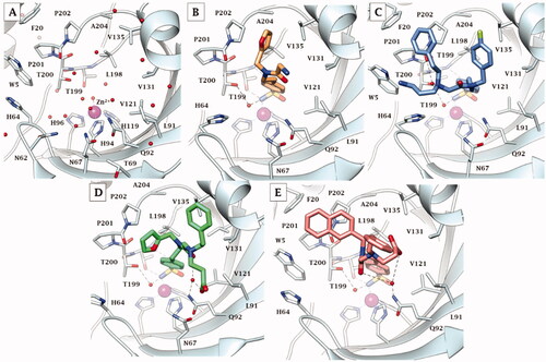 Figure 4. X-ray crystallography: active site view of hCA IX-mimic in adduct with A) no inhibitor, B) 41, C) 42, D) 46, and E) 48. H-bonds are depicted as black dashed lines. Water molecules involved in water-bridged H-bonds are shown as red spheres. Amino acids are labelled with one letter symbols: D, Asp; E, Glu; F, Phe; H, His; I, Ile; L, Leu; N, Asn; P, Pro; Q, Gln; T, Thr; V, Val; W, Trp.