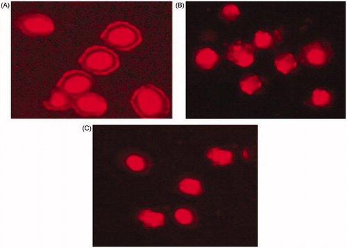 Figure 4. Acridine orange – ethidium bromide staining of HeLa cells observed under fluorescent microscope. (A) Control (untreated cells), (B) cells treated with doxorubicin, and (C) cells treated with the crude extract of Myrothecium (M1-CA-102).