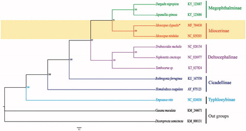 Figure 1. Phylogenetic relationships of the Cicadellidae based on the nucleotide sequences of the 13 concatenated PCGs, using closely related species of the Hemiptera.