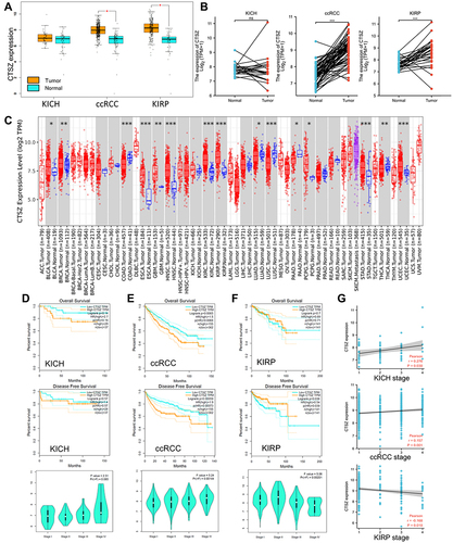 Figure 1 CTSZ expression and the prognostic value of CTSZ in KICH, ccRCC, and KIRP. (A) CTSZ expression difference between cancer and normal tissues in KICH, ccRCC, and KIRP. (B) Higher CTSZ expression level in matched samples of ccRCC and KIRP compared to normal tissues. (C) Expression of the CTSZ gene across different cancers, where red and blue represent tumor and normal tissue, respectively. The statistical significance computed by the Wilcoxon test is annotated by the number of stars. Survival curves of patients with high or low CTSZ expression levels and the correlation between CTSZ levels and pathological stages in KICH (D), ccRCC (E), and KIRP (F). (G) Correlation analysis between tumor stage and CTSZ expression. KICH, kidney Chromophobe. ccRCC, kidney renal clear cell carcinoma. KIRP, kidney renal papillary cell carcinoma. *p value < 0.05; **p value <0.01; ***p value <0.001.