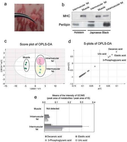 Figure 4. Comparison of metabolite levels between muscle and fat tissue.(a) Photograph showing the collection of small samples of muscle tissue from marbled beef. (b) To confirm the purity of isolated tissues, tissue-specific marker proteins were detected with immunoblotting. Several pieces of the muscle tissue and intramuscular fat were collected from the center of steak-cut beef. The intermuscular fat was collected from the peripheral area of the steak. (c) OPLS-DA score plot demonstrates the relationship between metabolites in muscle and fat tissue (each tissue type, n = 4; Scaling, Pareto variance). The OPLS-DA model was analyzed using fitting parameters (Components, [1 + 2]; R2 [cum] = 0.996; Q2 [cum] = 0.987). (d) S-plot of OPLS-DA demonstrates the correlation in metabolites between tissue types. Positive p-values (0 to 1.0) indicate a greater abundance of the metabolite in fat than in muscle; negative p-values (0 to −1.0) indicate a greater abundance of the metabolite in muscle than in fat. (e) The graph demonstrates (mean ± standard error, n = 4) represent the values of metabolites in each tissue.