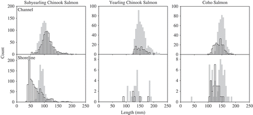 FIGURE 6. Length frequency (FL, mm) plots for marked (hatchery-cultured; gray bars) and unmarked (open bars) Chinook Salmon and Coho Salmon that were sampled from channel and shoreline habitats of the Columbia River estuary during April–October of 2010–2012. Note the variation in the y-axis scale.