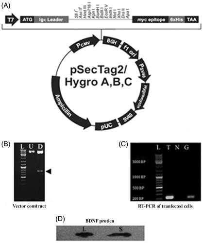Figure 5. The secretory vector map (pSecTag2/HygroB. A, shows the pSecTag2/HygroB mammalian expression vector construction. Human proBDNF was subcloned into the expression vector after murine Ig-Kappa chain V-J2-C signal peptide in the pSecTag2/HygroB between the EcoRV and XhoI restriction sites to construct pSecTag2/HygroB-human proBDNF vector. B, shows an electrophorogram of a Pro-BDNF gene subcloning into the secretory plasmid pSecTag2/Hygro 2. U: Lane an (undigested: control) and D (digested) show the restriction map of the plasmid digested by ECORV and XHOI (arrowhead: 690 bp, pro-BDNF). (L) represents the DNA Ladder mix. C, shows an electrophorogram of reverse transcriptase polymerase chain reaction (RT-PCR). RT-PCR is a product of BDNF mRNA extracted from transfected rNSCs. L represents the DNA ladder, T: represents a BDNF band of transfected NSCs. N: represents the non-template control (negative control), G: represents GAPDH band (internal control) and C: represents the negative control. D, shows a western blot of BDNF protein in lysates hBDNF transfected rat NSCs (L), and (S) represents the blotting in of the supernatant.