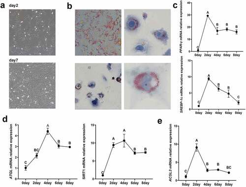 Figure 4. Identification of porcine primary intramuscular preadipocytes. (a) Morphology of primary intramuscular preadipocytes after cultivation for 2 days and 7 days. (b) Lipid accumulation in intramuscular adipocytes after induced differentiation for 4 days. (c) Relative mRNA expression levels of PPAR-γ and SREBP-1cin cells after induced differentiation for 0, 2, 4, 6 and 8 days. (d) Relative mRNA expression levels of ATGL and SIRT1 in cells after induced differentiation for 0, 2, 4, 6 and 8 days. (e) Relative mRNA expression levels of ACSL3 in cells after induced differentiation for 0, 2, 4, 6 and 8 days. Results are presented as means ± SEM; n = 3; Labels with different superscripts indicate extremely significantly different values (P < 0.01).