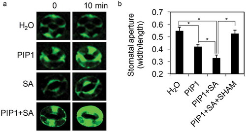 Figure 3. Extracellular ROS production-mediated PIP1-induced stomatal closure.(a) Representative images showing fluorescence of guard cells stained with H2DCF-DA under different treatments. (b) Stomatal aperture in Col-0 plants under treatment with H2O, PIP1 (10 μM), PIP1 (10 μM) + SA (100 μM), or PIP1 (10 μM) + SA (100 μM) + SHAM (2 mM). Stomatal apertures (ratio of stomatal width: length) in the epidermal peels were measured. Error bars indicate SE for three independent replicates (n = 60 for each replicate). Asterisks represent significant differences (Student’s t test, P value < .01).