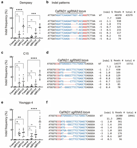 Figure 3. Analyses of CRISPR/Cas9 RNP-mediated CaPAD1 editing in three pepper cultivars.