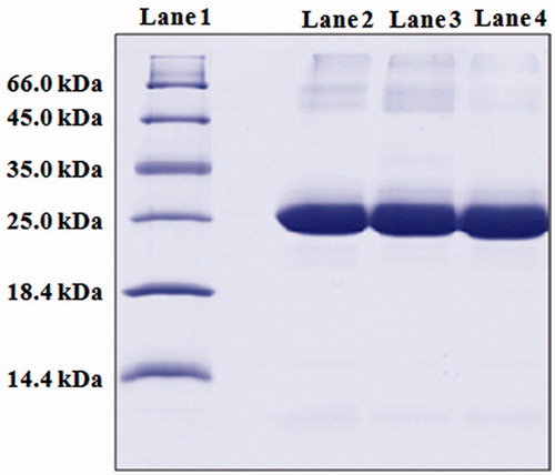 Figure 2. SDS-PAGE analysis: SDS-PAGE showing stability of antigen isolated from formulations. (Lane 1) marker proteins (66.0 kDa: bovine serum albumin, 45.0 kDa: ovalbumin, 35.0 kDa: lactate dehydrogenase, 25 kDa: REase Bsp981, 18.4 kDa: β-galactoglobulin and 14.4 kDa: lysozyme); (lane 2) native HBsAg (24 kDa); (lane 3 and 4) HBsAg isolated from CS and GC NPs, respectively (24 kDa).