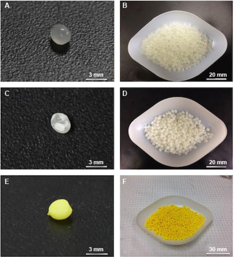 Figure 2 Photographs of polylactic acid pellets individually and in 20 gram batches.Notes: (A, B) Control polylactic acid pellets. (C, D) 2.5 wt% gentamicin-coated pellets. (E, F) 2.5 wt% methotrexate-coated pellets.