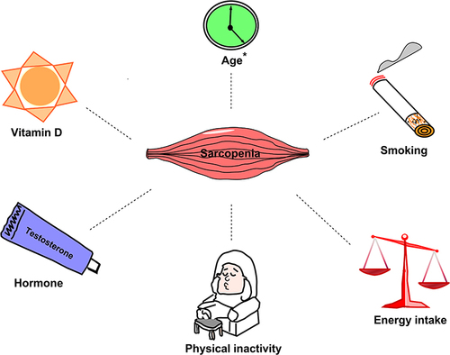 Figure 1 The converging risk factors between sarcopenia and diabetes. Sarcopenia was variably associated with some risk factors, notably age (marked with*).