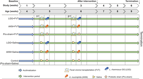 Figure 1. Experimental setup of the animal model. In total 24 male and 24 female C57BL/6NTac mice (4 weeks old) were divided into six groups: LGG+FVT, AKM+FVT, Pro-sham+FVT, LGG+Saline, and AKM+Saline, control (Pro-sham+Saline). The Saline consisted of SM buffer and Pro-Sham of Intralipid. The mice were administered 1 M sodium bicarbonate prior oral gavage of FVT/Saline to protect the viral community against the acidic environment in the stomach. The day after, the mice were inoculated with probiotic solutions of LGG/AKM/Pro-sham suspended in Intralipid which constituted the 1st inoculation. The same procedure was repeated as the 2nd inoculation one week after. The mice were fed ad libitum low-fat diet (LFD) for the entire study (6 weeks) until termination at age 9 weeks. Fecal samples from baseline, after intervention, and termination were analyzed in this study. Abbreviations: Lacticaseibacillus rhamnosus GG = LGG, Akkermansia muciniphila = AKM, fecal virome transplantation = FVT, Pro-sham = probiotic sham.