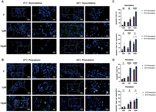 Figure 4. Hyperthermia chemotherapy accelerates the apoptosis of RT4 organoids. (A, B) Representative images of TUNEL staining (green) of RT4 organoids treated with gemcitabine (0-10 μM) and pirarubicin (0-10 μM) in 37 °C and 42 °C are shown. Nuclei were stained with DAPI. (C, D) Quantitative analysis of TUNEL+ organoids per field and TUNEL+ nuclei per organoid in the gemcitabine (0-10 μM) and the pirarubicin (0-10 μM) group at 37 °C and 42 °C.The differences between groups were analyzed using two-way ANOVA with multiple comparisons. *p < 0.05, **p < 0.01, ***p < 0.001, ****p < 0.0001.