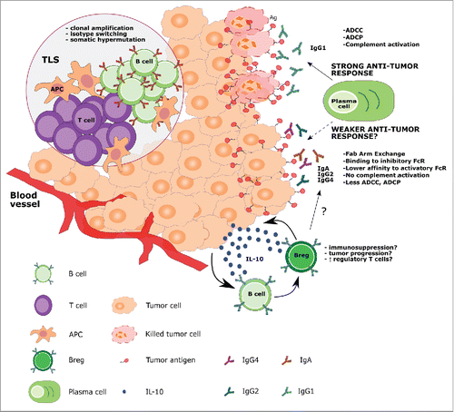 Figure 1. Proposed B cell functions in the melanoma tumor microenvironment. B cells may arise from the local immune surveillance environment or migrate to the tumor from blood vessels. B cells may accumulate and expand in tumor-associated lymphoid structures (TLS), where they can encounter APCs and T cells, and undergo affinity maturation and clonal amplification. Within the tumor, plasma cells can secrete tumor-specific IgG1 antibodies, effective in inducing ADCC, ADCP and complement-mediated cytotoxicity. On the other hand, in the tumor microenvironment, B cells can be differentially activated to secrete antibody isotypes such as IgA, IgG2 and IgG4, which may induce a weaker immune response through (a) inability to activate the complement cascade, (b) lower affinities for activatory FcRs, (c) higher affinities for inhibitory FcRs, (d) lower potency in triggering ADCC and ADCP compared with IgG1 isotype antibodies and (e) in the case of IgG4, Fab-arm exchange, resulting in antibodies with low antigenic affinity. The tumor microenvironment may also differentially polarize B cells toward a regulatory phenotype (Breg) through the secretion of soluble factors such as IL-10, which, in turn, negatively influences immune cell activation and antibody class switching.