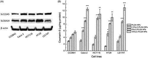 Figure 4. (A) Expression of OCTN2 (SLC22A5) and ATB0,+ (SLC6A14) in the normal colon cell line (CCD841) and colon cancer cell lines (Caco-2, HCT116, HT29, LS174T); (B) Uptake of coumarin 6 from LC-PLGA NPs with different ligand density (0 to 10%) in colon cells. Data are shown as mean ± SD, n = 3. *, p < .05, **, p < .01, ***, p < .001, compared to uptake in normal colon cells (CCD841).