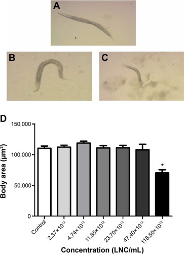 Figure 4 Body areas of Caenorhabditis elegans after acute treatment with LNC in different concentrations.Notes: (A) Control group. (B) Group III (11.85×1012 LNC/mL). (C) Group VI 118.5×1012 LNC/mL). (D) Graphical representation of concentration (LNC/mL) × body area (µm2). *P<0.01 compared with control group.Abbreviation: LNC, unloaded lipid-core nanocapsules.
