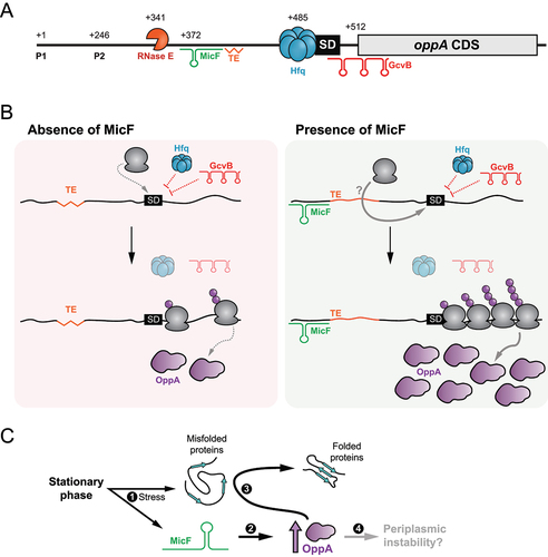 Figure 8. Schematic representation of the post-transcriptional regulation of oppA expression. (A) Scheme of oppA mRNA. Transcriptions can originate from both transcription start sites (P1 and P2). The mRNA is cleaved in its 5ʹUTR by the RNase E endonuclease at position +341. The Hfq protein binds just upstream of the SD to impede translation. The GcvB sRNA binds the RBS to hinder translation. MicF positively regulates oppA translation by base pairing at positions +372 to +393. A putative translational enhancer is located immediately downstream of the MicF base-pairing site. The numbers indicate the nucleotide position relative to P1. (B) Proposed mechanism of oppA regulation. Left – in the absence of MicF, the TE is hardly accessible (represented by a jagged line). Hfq and GcvB repress translation of oppA. Translation occurs at a minimal rate. Right – in the presence of MicF, the sRNA renders the TE more accessible (regular line) and favours translation through an unknown mechanism directly involving the ribosome or not. Even in the presence of Hfq and GcvB, which hinder translation, the now accessible TE allows efficient translation of oppA. (C) Proposed physiological role of the MicF-dependent regulation of oppA. 1 – The stationary phase of growth causes membrane stress. MicF is expressed and misfolded proteins start accumulating in the periplasm. 2 – MicF increases the translation of oppA to a specific threshold. 3 – OppA can act as a chaperone in the periplasm, facilitating protein folding. 4 – An excessive increase in OppA protein levels could lead to periplasmic instability.