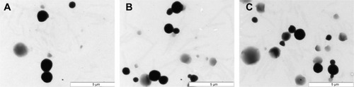 Figure 1 Representative TEM pictures of (A) plain, (B) daptomycin, and (C) vancomycin-loaded PCL microparticles.Abbreviations: TEM, transmission electron microscopy; PCL, poly-epsilon-caprolactone.