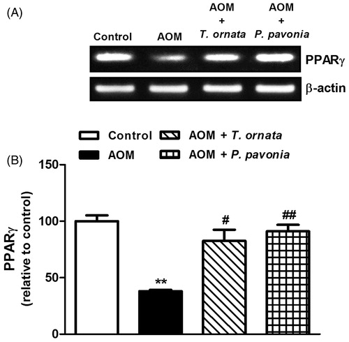 Figure 5. PCR analysis of liver PPARγ in control, AOM and AOM mice treated with T. ornata and P. pavonia. (A) Gel photograph depicting representative PPARγ and β-actin PCR products. (B) Corresponding densitometric analysis of the PCR products. Data are expressed as mean ± SEM. **p < 0.01 versus control and #p < 0.05, ##p < 0.01 versus AOM. PPARγ, peroxisome proliferator activated receptor gamma; AOM, azoxymethane; T. ornata, Turbinaria ornata; P. pavonia, Padina pavonia; SEM, standard error of the mean.