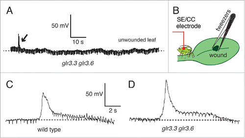 Figure 6. Wound-induced systemic potentials between the root and SE/CCs wounded and unwounded leaves of Arabidopsis thaliana wild type and glr3.3 glr3.6 mutant. (A) EPG recording of the potential between the soil electrode and a SE/CC electrode in an unwounded neighbor leaf in a glr3.3 glr3.6 mutant. Small wounds produced with tweezers in the middle of the leaf, on the midvein (B), induced transient potentials that propagated basipetally in the wounded leaf via the SE/CC network, both in the wild type (C) and in the double glr3.3 glr3.6 mutant (D). Arrows indicate the moment a leaf was cut (A), or wounded with tweezers (C,D).