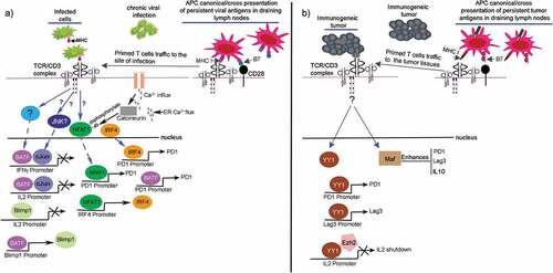 Figure 5. T cell exhaustion specific signaling pathways. (a) TCR →NFAT1→exhaustion, which is relevant to chronic viral infections in vivo. The antigen-specific T cells receive activation from APCs in draining lymph nodes followed by their reactivity against infected cells. (b) TCR→YY1 →exhaustion of human T cells, which is relevant to immunogenic cancers. The tumor antigen-specific T cells in vivo receive activation from APCs in draining lymph nodes followed by their reactivity with immunogenic tumors, e.g.,, melanoma. The YY1 along with c-Maf are highly expressed in T cells reacting with immunogenic melanoma, however, the upstream signaling pathways regulating their transcription during development of T cell exhaustion are unknown. The YY1 is shown to upregulate CR axis and suppresses IL2 production in cooperation with Ezh2.Citation37 Maf enhances PD1, Lag3, and IL10