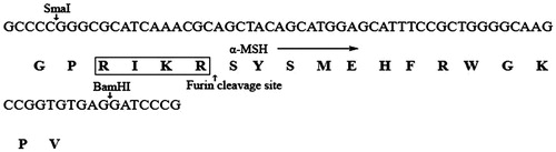 Figure 1. Sequence of the synthesized nucleotide fragment and its amino acid sequence. The boxed portion is a furin recognition sequence (furin linker); the sequences coding for α-MSH are shown in the region of the arrow.