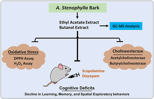 Figure 9 Schematic representation of ASEE and ASB extracts showing potential antioxidant and anticholinesterase effects and mitigates scopolamine and diazepam-induced cognitive dysfunction.