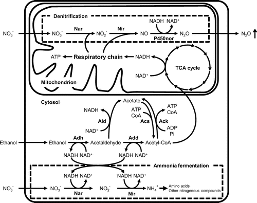 Figure 1. Schematic representation of fungal denitrification and ammonia fermentation.