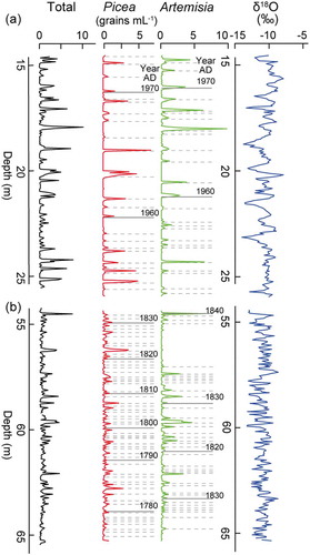 Figure 5. Detailed vertical profiles of Picea- and Artemisia-type pollen concentrations, and oxygen stable isotopes from 15 to 25 m (a) and from 55 to 65 m (b) of the Grigoriev ice core. Dashed horizontal lines mark annual boundaries and full horizontal lines show the boundaries identified every ten years.