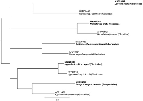 Figure 1. Phylogenetic relationship of five new mitogenomes along with the single closest match for each one derived from BLASTn search. Tip labels include GenBank accession and species name. New mitogenomes highlighted in bold font. Alignment of mitogenomes (excluding 16S, 12S and control region) was performed using MAFFT v7.017 (Katoh et al.Citation2002). A maximum-likelihood phylogenetic analysis was performed on the final alignment of 11,500 bp with RAxML v8.2.11 using the GTR + GAMMA substitution model (Stamatakis Citation2006).