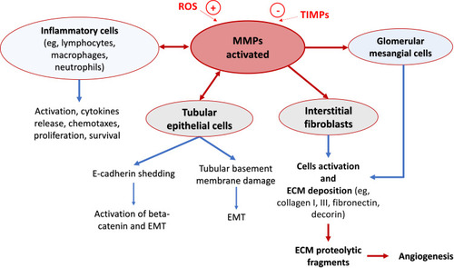 Figure 2 Schematic representation of pathogenic mechanisms by which matrix metalloproteinases (MMPs) might lead to renal damage. MMPs regulate activation and migration of the main inflammatory cells. MMPs also mediate tubular epithelial–mesenchymal transition (EMT) via E-cadherin shedding, degradation of tubular basement membrane, and proliferation/apoptosis of interstitial fibroblasts and glomerular mesangial cells. The proteolytic products of extracellular matrix (ECM) by MMPs play a role in regulating cellular activities such as endothelial cell growth and angiogenesis.