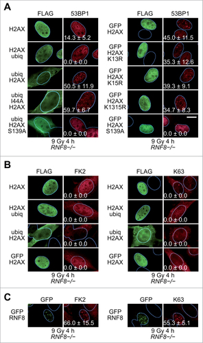 Figure 1. Rescue of 53BP1 IRIF in RNF8-/- MEFs. (A)RNF8-/- MEFs transiently expressing the indicated FLAG-tagged H2AX proteins were exposed to IR (9 Gy) and 4 h later processed for immunofluorescence. More than one hundred cells with high level of FLAG signal were scored for 53BP1 IRIF. The percentages of cells with more than 10 53BP1 foci (means ± 1 SD) from 3 to 4 independent experiments are indicated. Scale bar = 10 μm. K1315R, K13R/K15R double substitution. (B)RNF8-/- MEFs transiently expressing the indicated FLAG-tagged H2AX proteins were exposed to IR (9 Gy) and 4 h later processed for immunofluorescence using antibodies reacting with conjugated ubiquitin (FK2) or K63-linked polyubiquitin chains (K63). (C)RNF8-/- MEFs transiently expressing GFP-tagged RNF8 were exposed to IR (9 Gy) and 4 h later processed for immunofluorescence using antibodies reacting with GFP, conjugated ubiquitin (FK2) or K63-linked polyubiquitin chains (K63).
