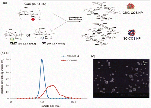 Figure 1. (a) Schematic representation of CMC-COS NP and SC-COS NP, (b) size distribution of CMC-COS NP and SC-COS NP and (c) scanning electron micrographs of CMC-COS NP.