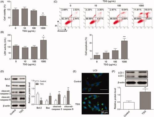 Figure 1. TSG induced apoptosis and promoted autophagy in WRL-68 cells. WRL-68 cells were treated with 10, 100 or 1000 μg/mL TSG, and untreated cells served as a control. Then, an MTT assay was performed to determine the effect of TSG on cell viability (A); LDH kits were used to detect LDH activity in WRL-68 cells (B); and cell apoptosis was evaluated by flow cytometry (C). WRL-68 cells were treated with 1000 μg/mL TSG, and untreated cells served as a control. Then, apoptosis-related protein expression was detected by Western blot (D); immunofluorescence was performed to detect LC3 protein expression and distribution (E; scale bar, 50 μm); and autophagy-related protein expression was detected by Western blot (F). Comparisons were performed using paired t-test or one-way ANOVA. * p < 0.05, ** p < 0.01. Error bars represent SD. Data represent three independent experiments.