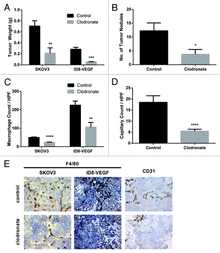 Figure 1. Clodronate treatment reduces tumor burden, TAM levels, and tumor capillary density. (A) Quantification of tumor weight (g) harvested from female mouse SKOV3ip1 and ID8-VEGF ovarian tumor models treated with 0.2 or 1.0 mg/mouse clodronate-encapsulated liposomes, respectively (n = 4 [SKOV3ip1] and 4 [ID8-VEGF] mice) or equally diluted control liposomes (n = 8 [SKOV3ip1] and 6 [ID8-VEGF] mice) 1 d after last injection showed significantly decreased tumor weight in the clodronate treatment group relative to the control group. **P < 0.01 and ***P < 0.0009 determined by the Student t test. Data are shown as means ± the standard error of the mean (SEM). (B) Quantification of tumor nodules present in the peritoneal cavity of female nude mice in the SKOV3ip1 ovarian tumor model group treated with 0.2 mg/mouse clodronate-encapsulated liposomes (n = 4) or equally diluted control liposomes (n = 8) 1 d after last injection showed significantly fewer number of tumor nodules in the clodronate treatment group relative to the control group. *P < 0.03 determined by the Student t test. Data are shown as means ± SEM. (C) Quantification of F4/80 stained tumor sections taken from female mouse SKOV3ip1 and ID8-VEGF ovarian tumor models treated with 0.2 or 1.0 mg/mouse clodronate-encapsulated liposomes or equally diluted control liposomes showed significantly decreased macrophage density in the clodronate treatment group relative to the control group. n = 5 mice for the SKOV3ip1 group and n = 3 mice for the ID8-VEGF group. ****P < 0.0001 and **P = 0.0014 as determined by the Student t test. Data are shown as means ± SEM. (D) Quantification of CD31-positive cells in the tumor sections taken from female mouse SKOV3ip1ovarian tumor models treated with 0.2 mg/mouse clodronate-encapsulated liposomes or equally diluted control liposomes showed significantly decreased capillary density in the clodronate treatment group relative to the control group (n = 2 mice). ***P = 0.0002 as determined by the Student t test. Data are shown as means ± SEM. (E) Representative histology images of F4/80, and CD31 stained tumor sections taken from female mouse SKOV3ip1 and ID8-VEGF ovarian tumor models treated with 0.2 or 1.0 mg/mouse clodronate-encapsulated liposomes or equally diluted control liposomes show decreased macrophage and capillary density in the clodronate treatment group relative to the control group. F4/80-positive cells (staining darkly) represent macrophages within the tissue section. CD31-positive cells (staining darkly) represent endothelial cells within the tissue section. Images were taken at 200× magnification.