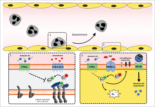 Figure 1. Annexin A1 (ANXA1) moderates leukocyte recruitment by instructing leukocytes and endothelial cells to prevent excessive leukocyte adhesion to the vascular wall. (1) ANXA1 interferes with chemokine induced Rap1 activation and consequently with integrin activation and clustering via FPR2. (2) HDL increases endogenous ANXA1 expression in TNF-α activated endothelial cells via SR-B1. Exogenous ANXA1 prohibits TNF-induced Rac1 activation and therefore superoxide production and cell adhesion molecule expression via binding FPR2. Reduced expression of adhesion molecules on the cell surface of endothelial cells limits leukocyte adhesion and recruitment. Abbreviations: FPR2, formyl peptide receptor 2; CCR/CXCR, CC-chemokine receptor/CXC-chemokine receptor; HDL, high density lipoprotein; apoA-1, apolipoprotein A1; SR-B1, scavenger receptor class B type 1; TNF-α, tumor necrosis factor α.