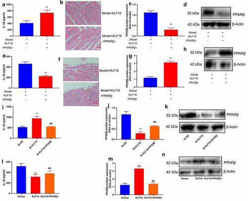 Figure 9. PPARβ promoter region KLF16 affects inflammation of myocardial ischemia-reperfusion