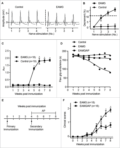 Figure 1. Activation of CAR3 attenuates myasthenia in EAMG mice. Female C57BL/6 mice (6- to 8-wk old) were immunized s.c. with Torpedo californica chrn in complete Freund's adjuvant, and were boosted 4 wk later. After 4 more wk, the mice were anesthesized with sodium pentobarbital, fixed and connected to the electrodes of an electromyography machine. Compound muscle action potential in response to repetitive stimulation of the nerve at 3-Hz was recorded (A), and evoked action potential decrements were displayed (B). (C) Blood was collected from mice tail veins and serum was prepared and subjected to ELISA assay for serum anti-CHRN. (D) Paw grip endurance of EAMG mice with or without treatment with AP as per the protocol in (E). (E) Schematic plan of treatment for the mice. EAMG mice were established as mentioned in (A), other than 1-(2-aminoethyl) piperazine (AP, 2 μg/ml) was given in the drinking water from the second immunization (boost). (F) Clinical score of EAMG mice with or without treatment with AP. The images shown are representative of 3 independent experiments. Data are mean ± SEM of 3 independent experiments (B, C, and E), *p < 0.05.