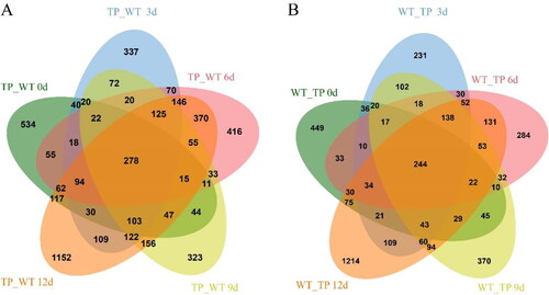 Figure 3. DEGs Venn diagram of L. japonicus. (A) The intersection of up-regulated genes in TPs and WT plants at different growth times; (B) The intersection of up-regulated genes in WT plants, representing differences between WT and TP at different growth times.