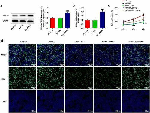 Figure 3. Overexpression of TFAP4 inhibits hepatocellular carcinoma cell proliferation. Huh-7 cells were transfected with Ov-NC and Ov-TFAP4. (a) Detection of TFAP4 protein and (b) mRNA levels in Huh-7 cells. (c) CCK-8 assay was conducted to test cell activity. (d) 5‐Ethynyl‐2ʹ‐deoxyuridine fluorescent staining was used to observe cell proliferation. The results are representative of at least three independent experiments. ***P < 0.001 vs. control group.