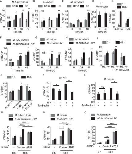 Figure 2. Better survival of Mtb and NTMs in activated U1.1 macrophages or in HIV-1-infected U937 macrophages. U937 and U1.1-derived macrophages were infected with either H37Rv (A), M. avium (B) or M.fortuitum (C) at 1:10 MOI and total surviving bacteria were counted at 24 and 48 h post-infection as CFU/ml. U1.1 monocytes were infected with H37Rv and CFUs were enumerated at 0 and 48 h post-infection (D). In (E) U1.1 cells were treated with PMA either alone or along with NAC (7.5 mM) for 24 h followed by infection with H37Rv at 1:10 MOI and bacterial CFU were enumerated at 0 and 48 h post-infection. In (F), (G) and (H) U937-derived macrophages were infected first with HIV-1 at an MOI of 1:0.1 for 24 h followed by infection with either H37Rv, M. avium or M. fortuitum respectively at MOI of 1:10. Total surviving bacteria were counted at 24 and 48 h post-infection as CFU/ml. U937-derived macrophages were infected with HIV-1 or HIVΔnef strain followed by H37Rv (I) or M. avium (J) infection. Intracellular bacteria at 0 h and 48 h post-infection were enumerated by CFU analysis. (K, L) U937-derived macrophages were infected with HIV-1 followed by H37Rv (K) or M. avium (L) infection. Cells were then treated with Tat-Beclin-1 peptide (100 nM) and bacterial CFU was enumerated at 48 h. U937 macrophages were infected with 0.1 MOI of HIV-1 as described above followed by (M) M.tuberculosis, (N) M.avium (O) M.fortuitum infection, respectively, at 1:10 MOI. In all the above experiment siATG5 was added after bacterial infection and CFU plating was done at 48 h post-bacterial infection. Student’s t test was performed for calculating p values. For (M), (N), (O) ANOVA followed by multiple comparison test was performed to calculate p values. *p-value<0.05; **p-value<0.01; ***p-value<0.001; ****p- value<0.0001. Data are representative of more than three independent experiments with more than five replicates each