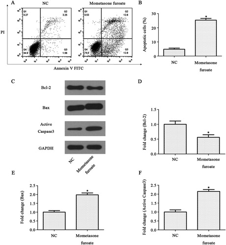 Figure 3. MF induces CCRF-CEM cell apoptosis. (A,B) Analyze of CCRF-CEM cells (treated with MF 24 h) apoptosis by Annexin V/FITC and PI, showing by representative ﬂow charts (A), and by quantification (B). (C) Western blot analysis of CCRF-CEM cells treated with MF for 24 h. The band intensities were quantified. The results were normalized to the GAPDH loading control. (D–F) Relative protein levels of apoptosis-related protein. *p < 0.05 compared with control group.