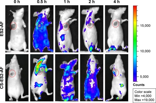 Figure 6 In vivo tumor-targeting ability of CS-ES2-AF in nude mice bearing B16 tumor xenografts, monitored by the Optix system. Tumor is indicated using red circle.Abbreviation: CS, chondroitin sulfate.