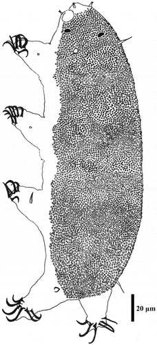 Figure 15. Drawing of Echiniscoides musa sp. nov. Scale bar in μm.