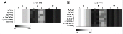 Figure 2. Multiple loci are characterized by consistent allelic-skewing of DNA methylation across all tissues. Heatmaps display allele signal intensities for genomic DNA (G), MSRE-digested DNA (D) and fully unmethylated, MSRE-digested DNA (U) in all tissues. A and B denote the 2 alleles of the SNP and brightness represents the quantile normalized signal intensity, with the scale displayed below the heatmap. Shown are the 2 top-ranked probes characterized by consistent ASM across tissues. These two probes were informative in (A) individual 2 for rs10234308 and (B) individual 3 for rs12493005.
