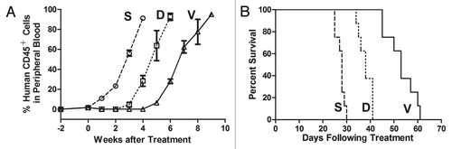 Figure 3. In vivo drug treatment. Mice were inoculated with xenografts derived from case ALL-1 and treated with vincristine (V), dexamethasone (D) or saline control (S) as described in Materials and Methods. During the treatment, engraftment was monitored by continuous flow cytometry. Leukemia cells took more than 4 weeks to reappear in the peripheral blood following the initiation of vincristine treatment and took approximately 2 weeks in the dexamethasone-treated group (p < 0.01) (A). The EFS of NOD/SCID mice was quantified as the time from the initiation of treatment to the time that the leukemic population (hCD45+ %) reached 50% in the peripheral blood or to the time that the mice first showed indications of morbidity (> 20% weight loss, lethargy and ruffled fur). As demonstrated in this figure, both vincristine and dexamethasone were able to extend the survival (p < 0.01), although the xenografts were more sensitive to vincristine than to dexamethasone (B).
