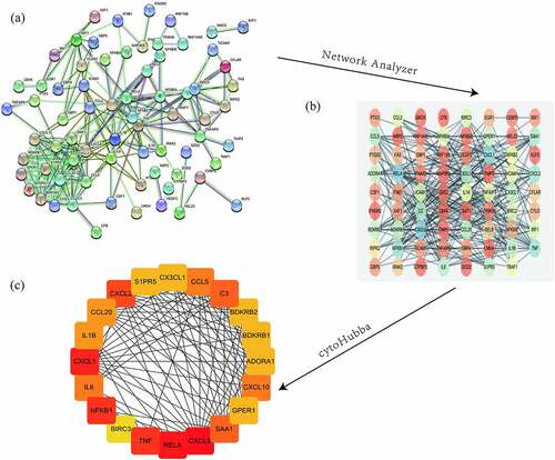 Figure 6. Protein-protein interaction analysis and identification of hub genes. The STRING database-predicted interactions of the 187 up- and down-regulated DEGs shared between the two microarray datasets (a). The Cytoscape plug-in Network Analyzer was applied to analyze the data (b), followed by the Cytohubba plug-in to analyze hub genes to obtain the highest ranking genes (top 20 shown)