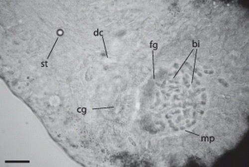 Figure 4.  Paracatenula galateia sp. nov. Statocyst (st) anterior of brain connected to the dorsal cord (dc), gland cells with coarse granules (cg) adjacent to the muscular pouch (mp) filled with bipartite inclusions (bi) and gland cells with fine granules (fg). Scale bar 25 µm.