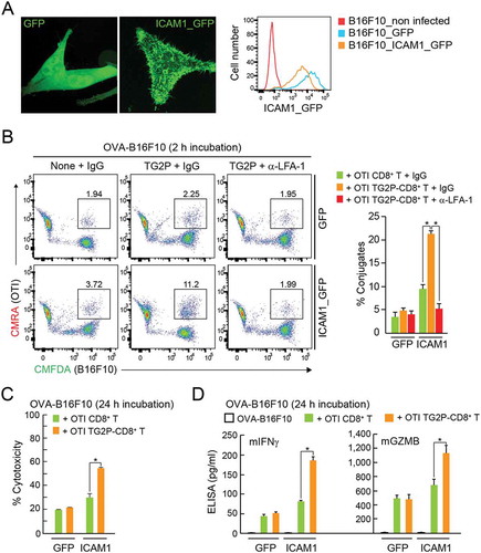 Figure 6. Overexpression of ICAM-1 in B16F10 cells restored the adhesion and cytokine release of TG2P-CD8+ T cells. (a) GFP+ B16F10 and ICAM-1_GFP+ B16F10 cells. The expression pattern of GFP or ICAM-1_GFP was determined in each cell line by flow cytometry and confocal microscopy. (b) Conjugate formation. OTI non-CD8+ T or OTI TG2P-CD8+ T cells (1 × 106) were incubated for 2 h with GFP+ B16F10 or ICAM-1_GFP+ B16F10 cells (1 × 106) in the presence of OVA peptides, and the percentages of conjugates were then determined by flow cytometry (left). The results are presented as bar graphs (right). In some cases, control IgG or anti-LFA-1 antibodies were used. Data are representative of at least three independent experiments. *P < 0.05. (c) Cytotoxicity of TG2P-CD8+ T cells (1 × 107). The above cells in (b) were further incubated for 24 h, and B16F10 cell (1 × 106) death (cytotoxicity) was then assessed by LDH release. (d) Cytokine analysis. Secreted cytokines (mIFNγ and mGZMB) were measured by ELISAs (24 h). Data represent the means of three experiments ± SDs. *P < 0.05 versus OTI non-CD8+ T cells.